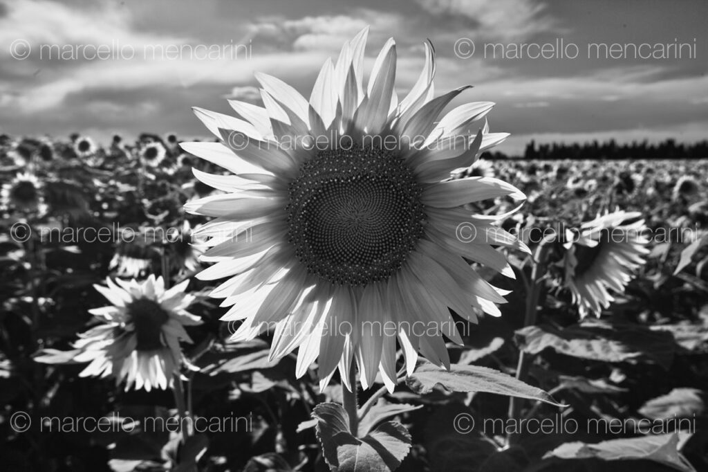 Campo di girasoli