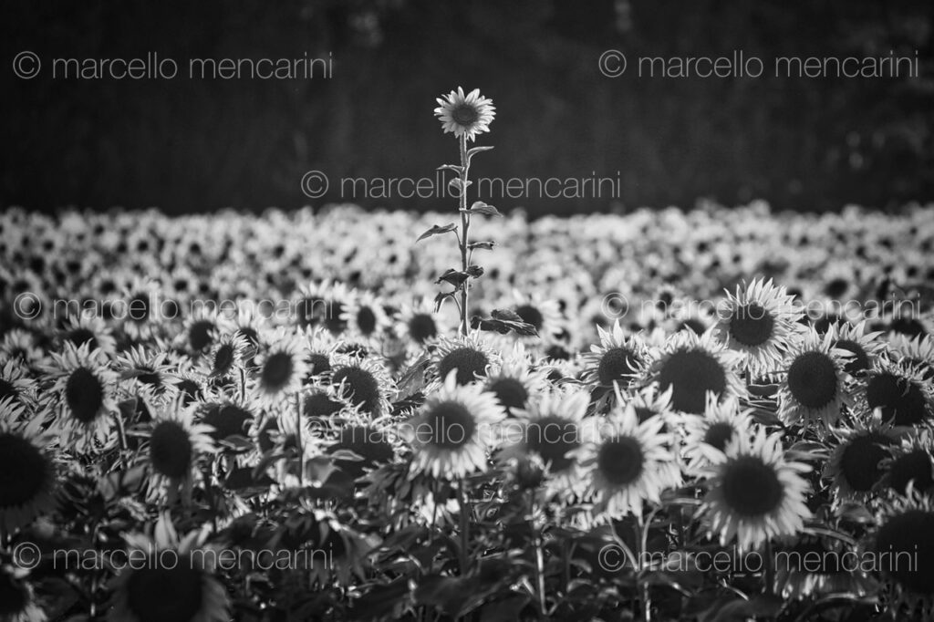 Girasole solitario